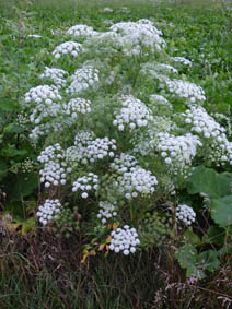 Achillea millefolium